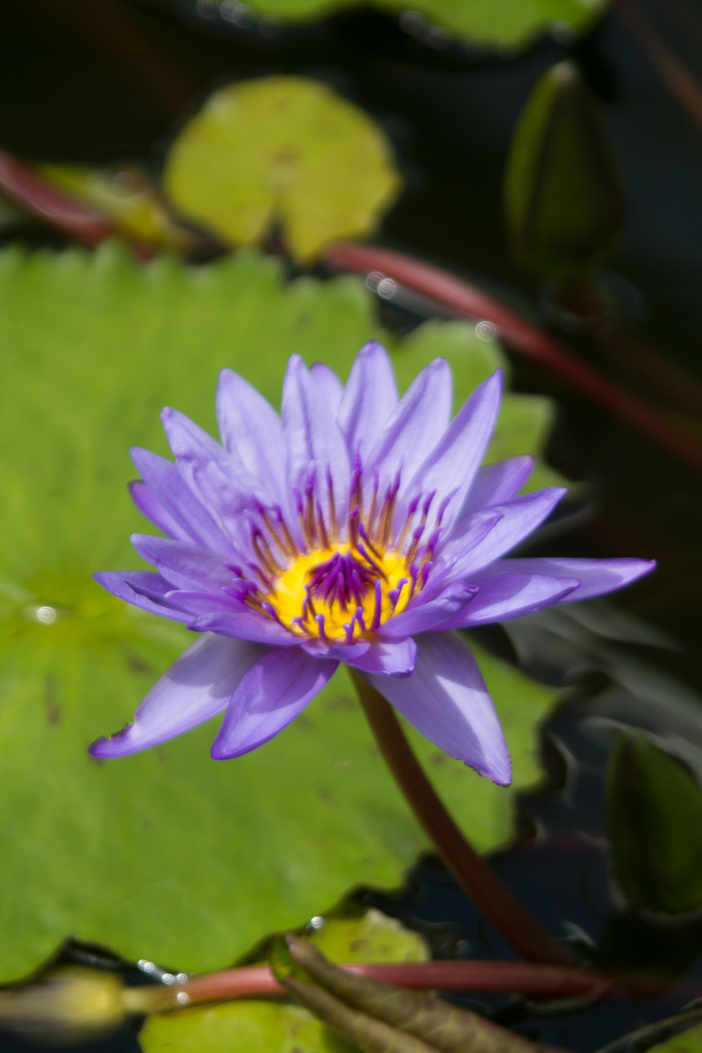 0105-WellingtonBotanicGarden-0162.jpg