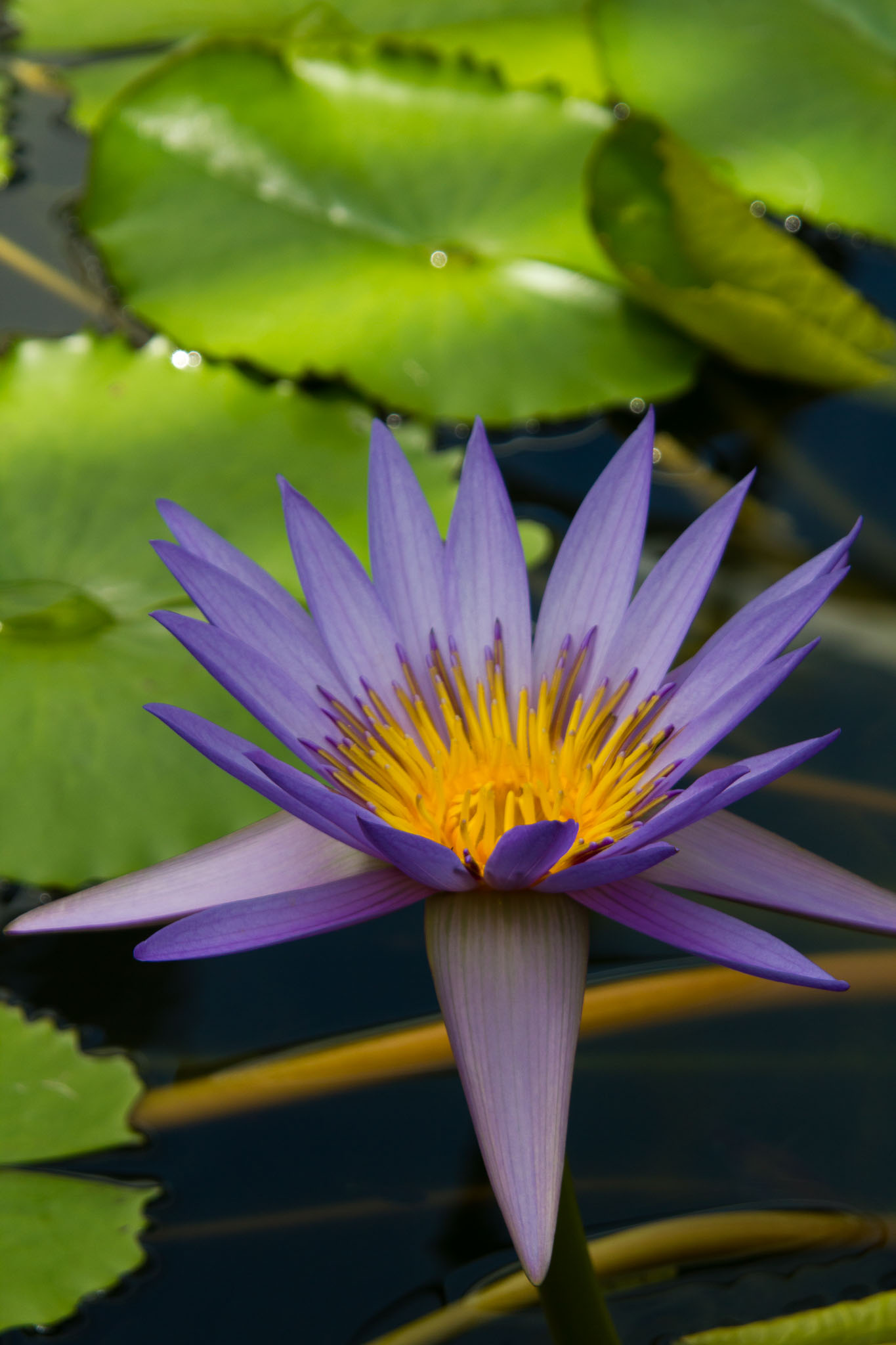 0105-WellingtonBotanicGarden-0165.jpg