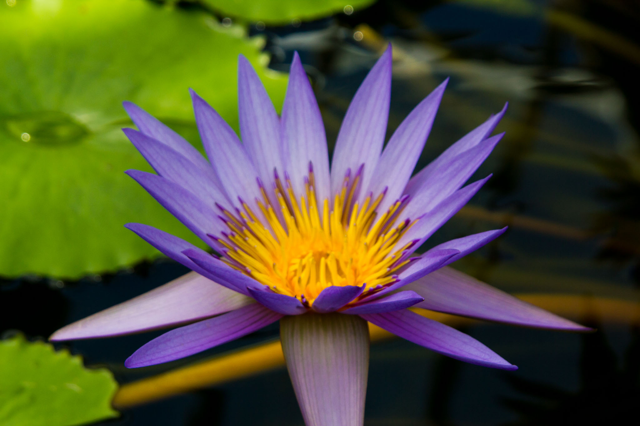 0105-WellingtonBotanicGarden-0167.jpg