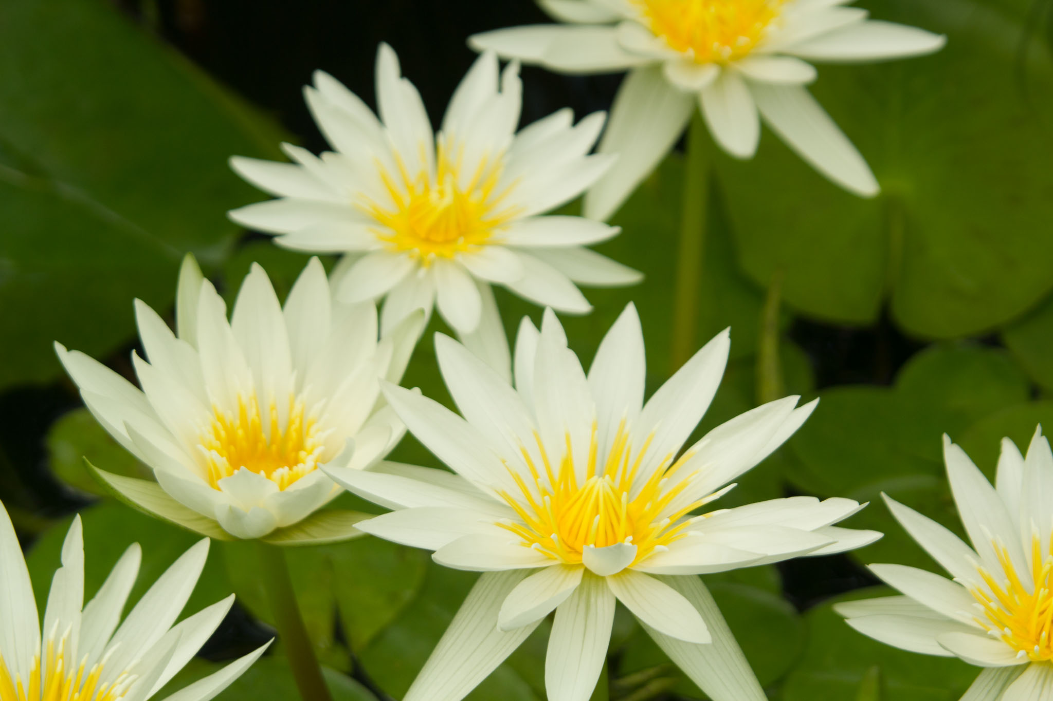 0105-WellingtonBotanicGarden-0171.jpg