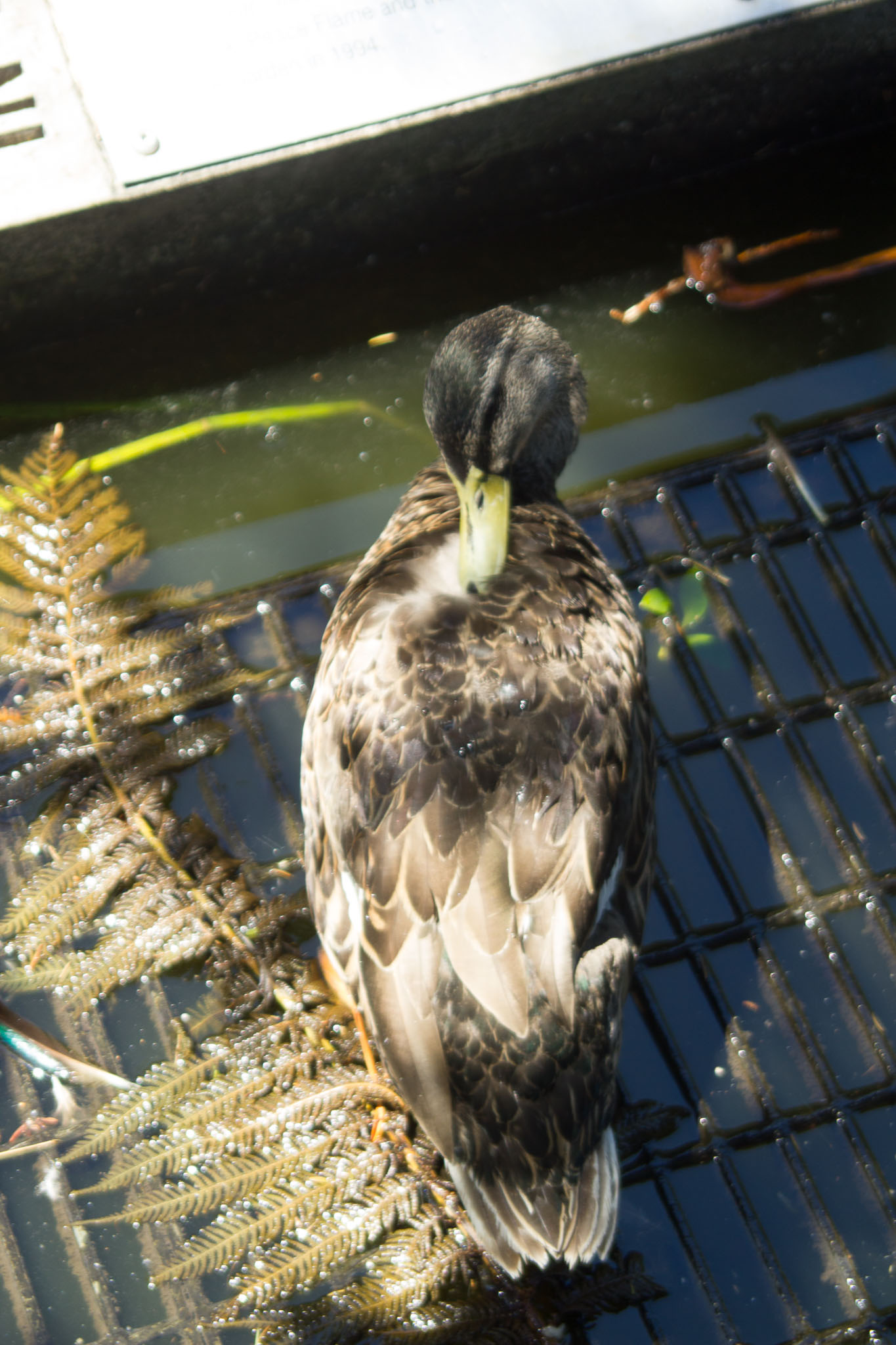 0105-WellingtonBotanicGarden-0186.jpg