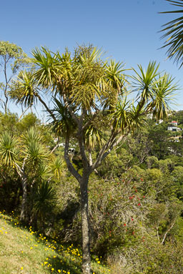 0105-WellingtonBotanicGarden-0039.jpg