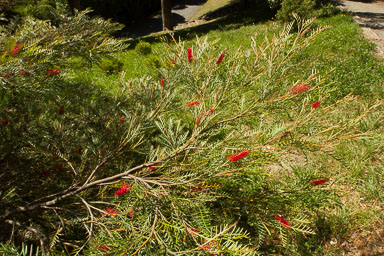0105-WellingtonBotanicGarden-0040.jpg
