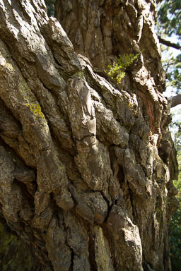 0105-WellingtonBotanicGarden-0045.jpg