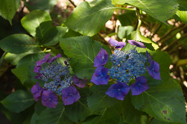 0105-WellingtonBotanicGarden-0049.jpg