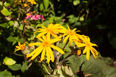 0105-WellingtonBotanicGarden-0051.jpg