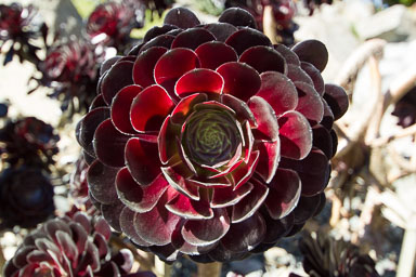 Wellington Botanic Garden