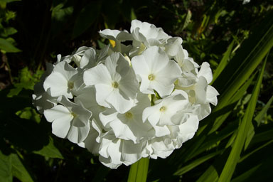 0105-WellingtonBotanicGarden-0086.jpg