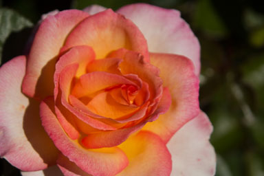 0105-WellingtonBotanicGarden-0134.jpg