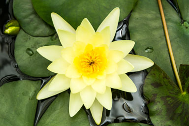 0105-WellingtonBotanicGarden-0172.jpg