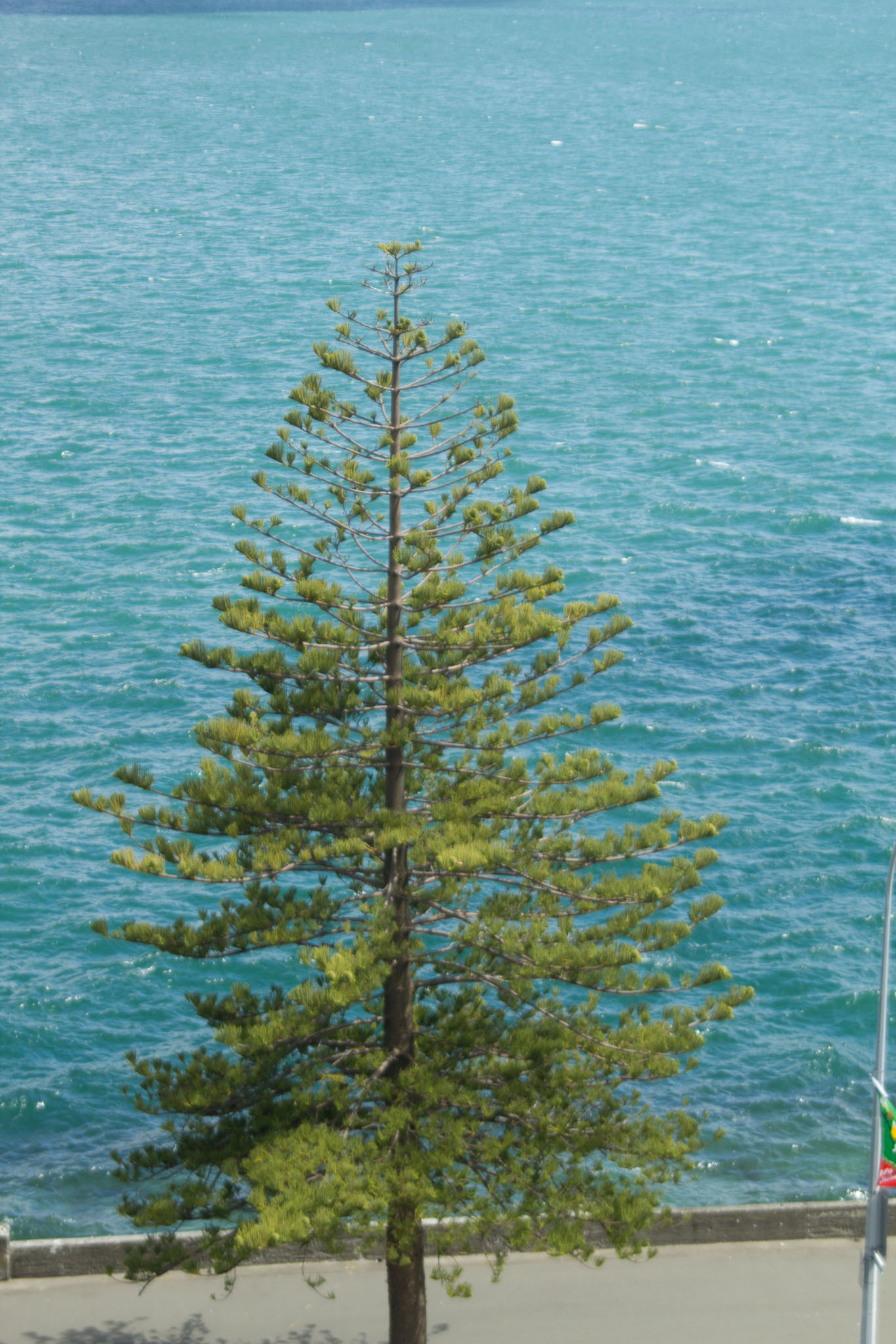 0106-WellingtonMtVictoria-0035.jpg