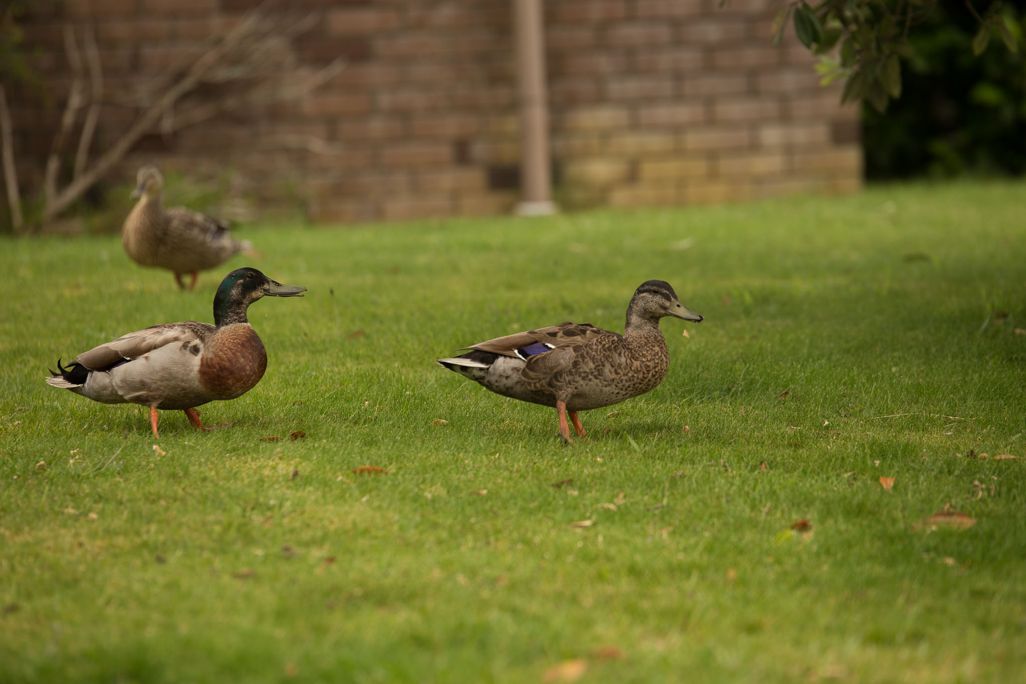 1030-AucklandBotanicGardens-0007.jpg