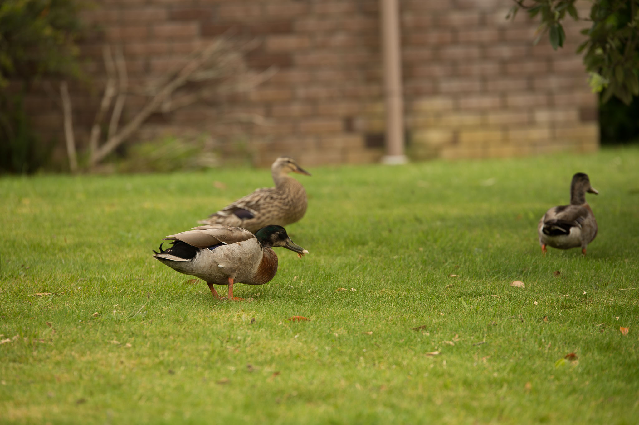 1030-AucklandBotanicGardens-0011.jpg