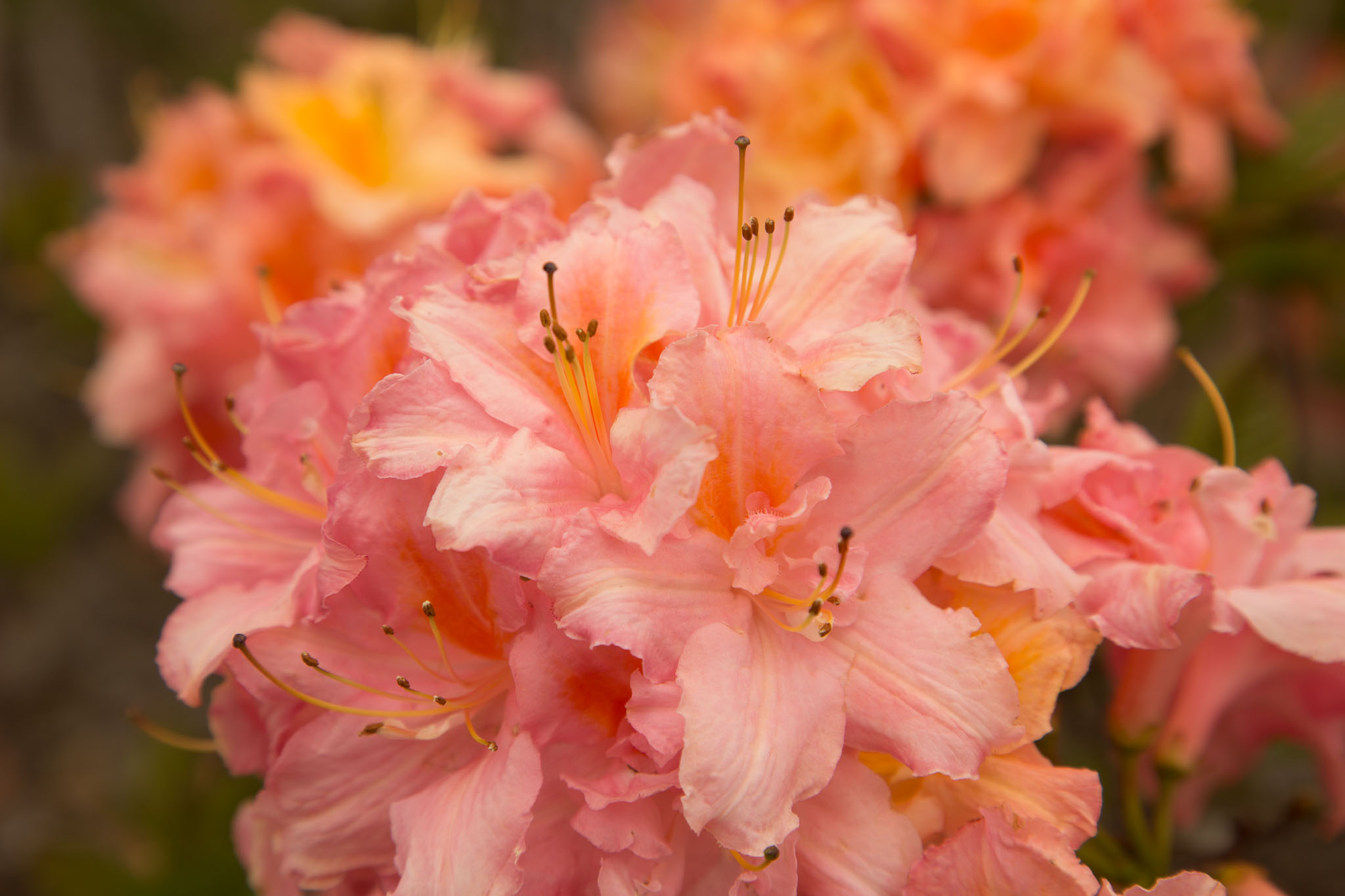 1030-AucklandBotanicGardens-0028.jpg