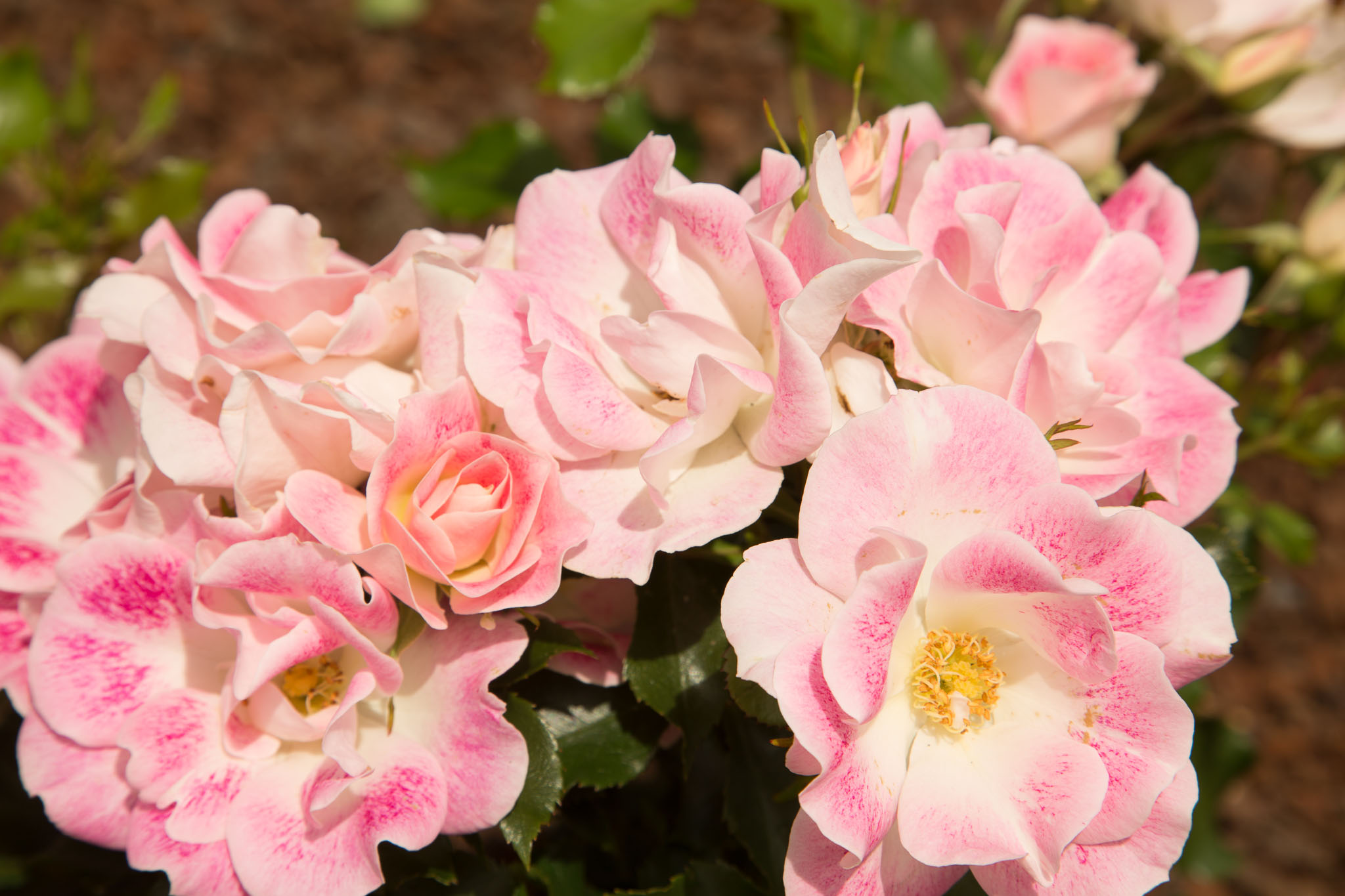 1030-AucklandBotanicGardens-0035.jpg