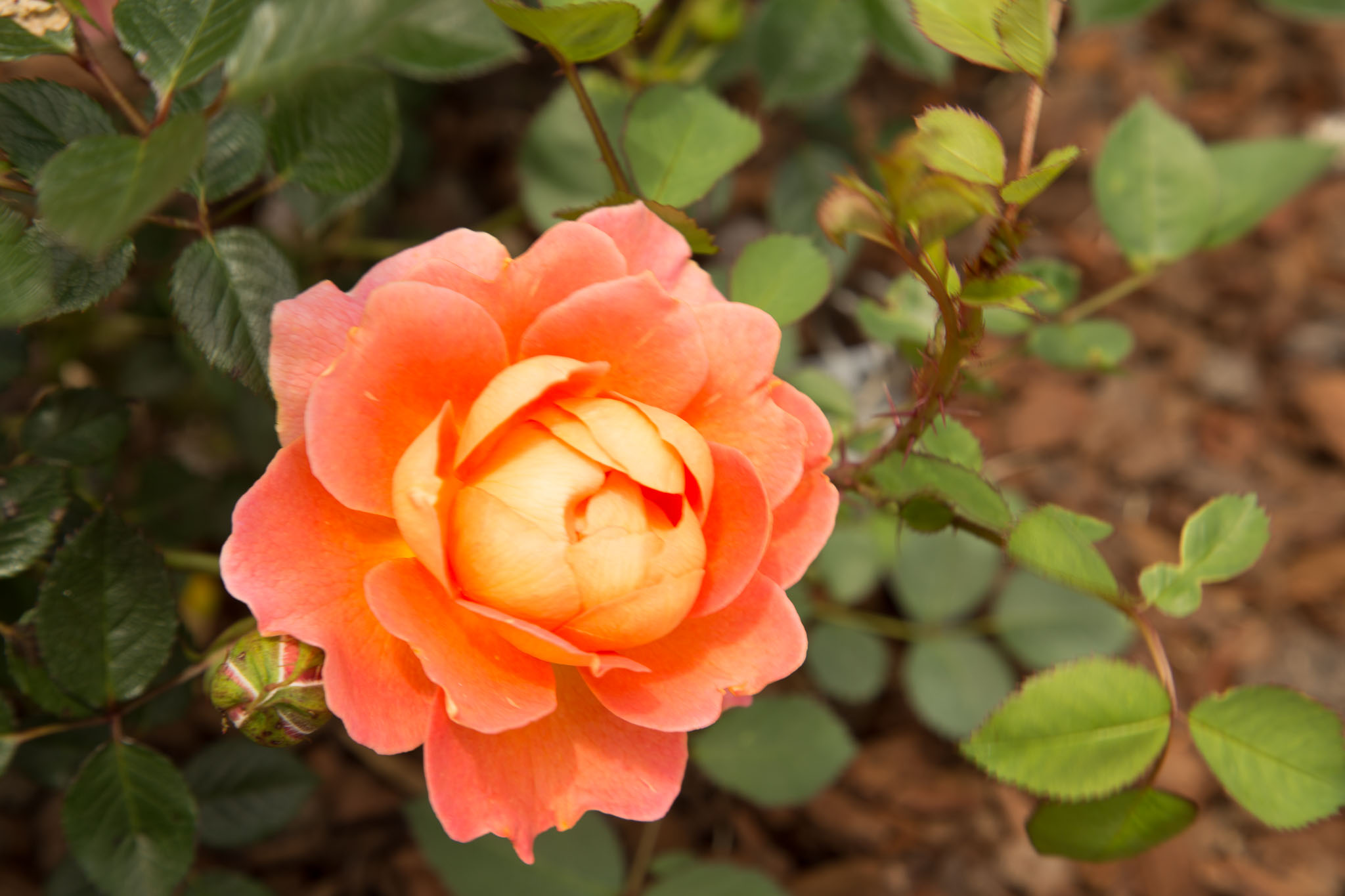 1030-AucklandBotanicGardens-0041.jpg