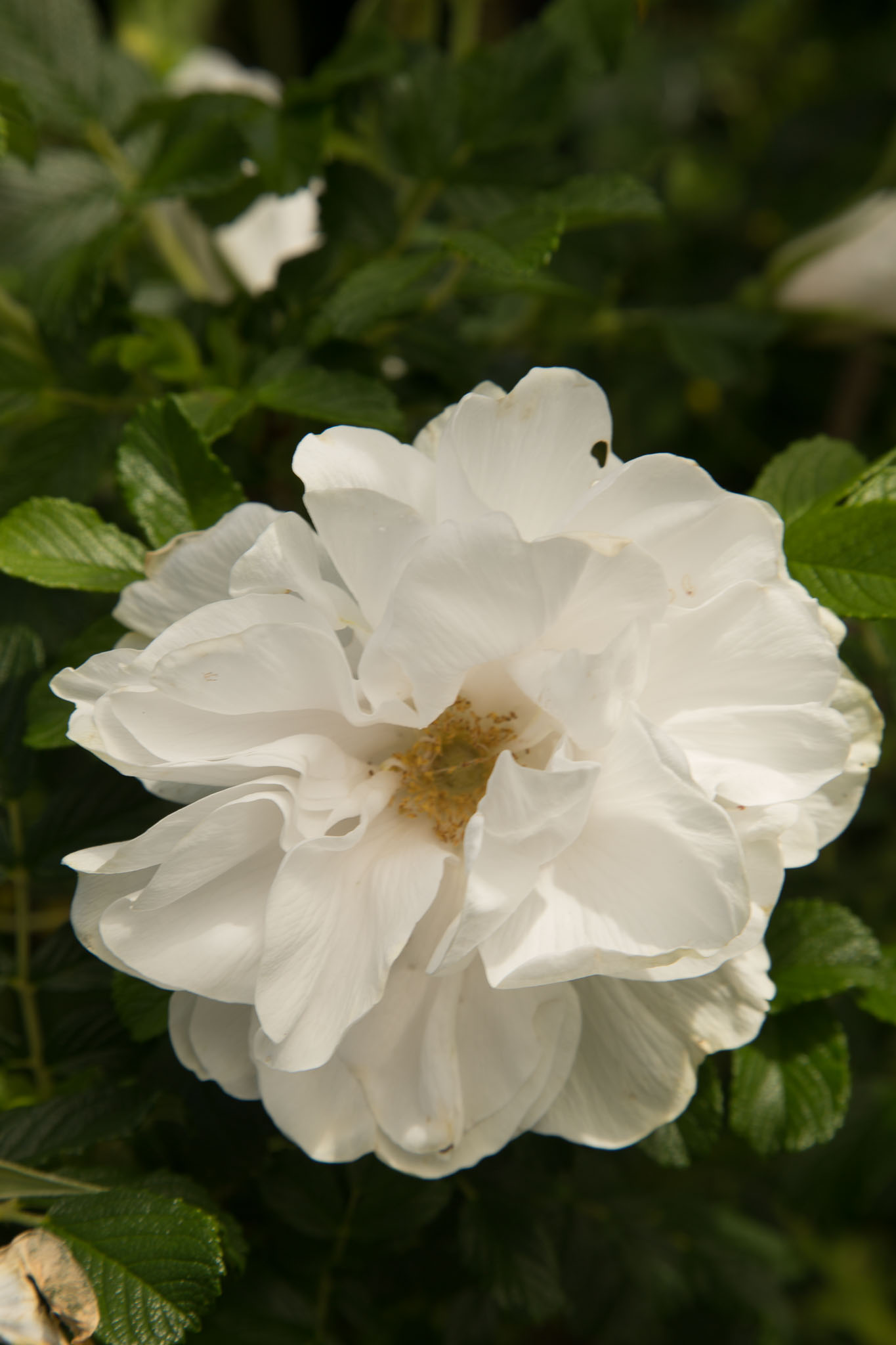 1030-AucklandBotanicGardens-0042.jpg