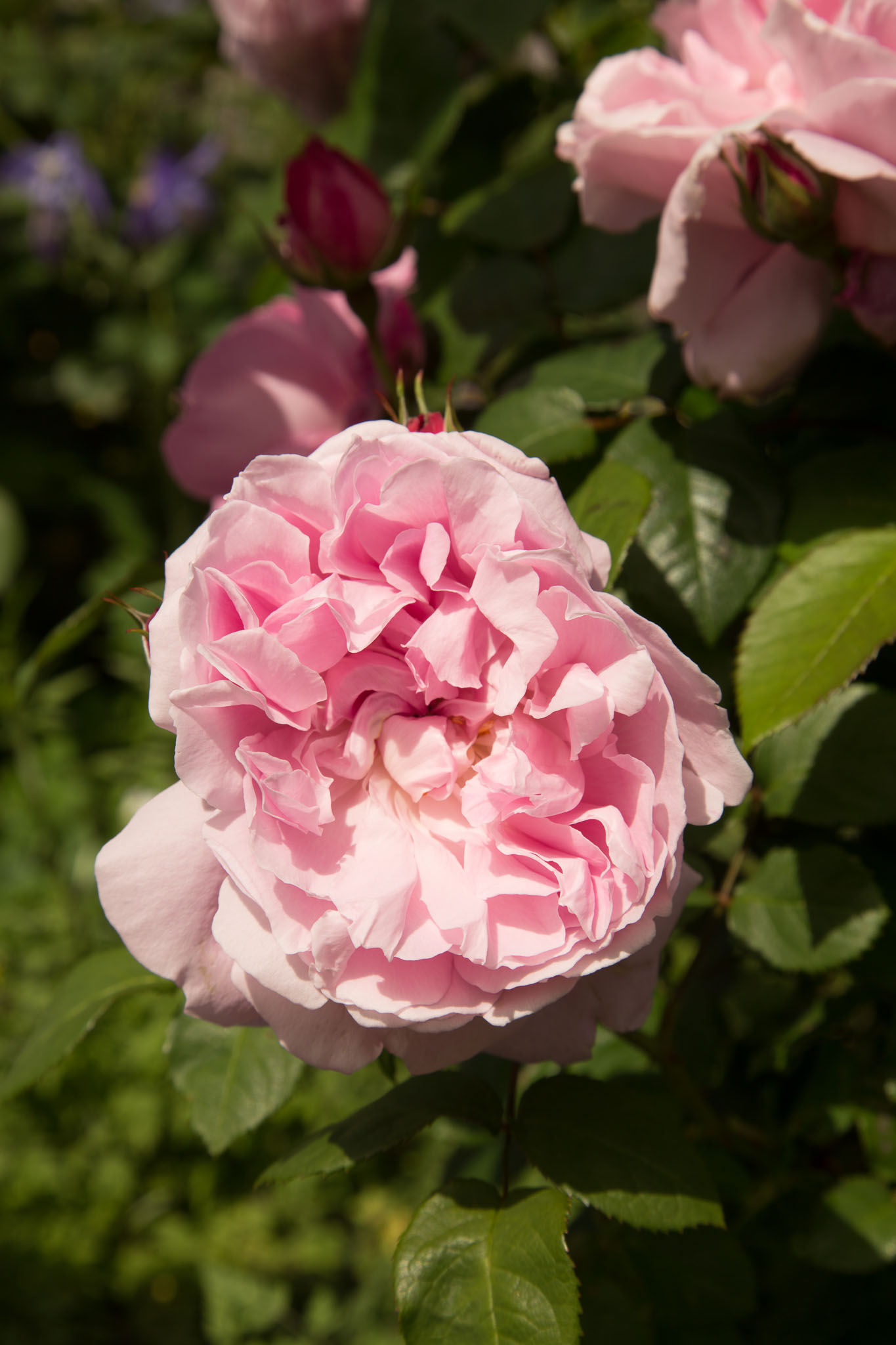 1030-AucklandBotanicGardens-0043.jpg