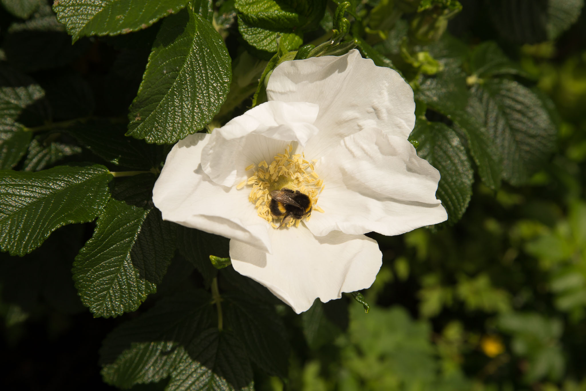 1030-AucklandBotanicGardens-0044.jpg
