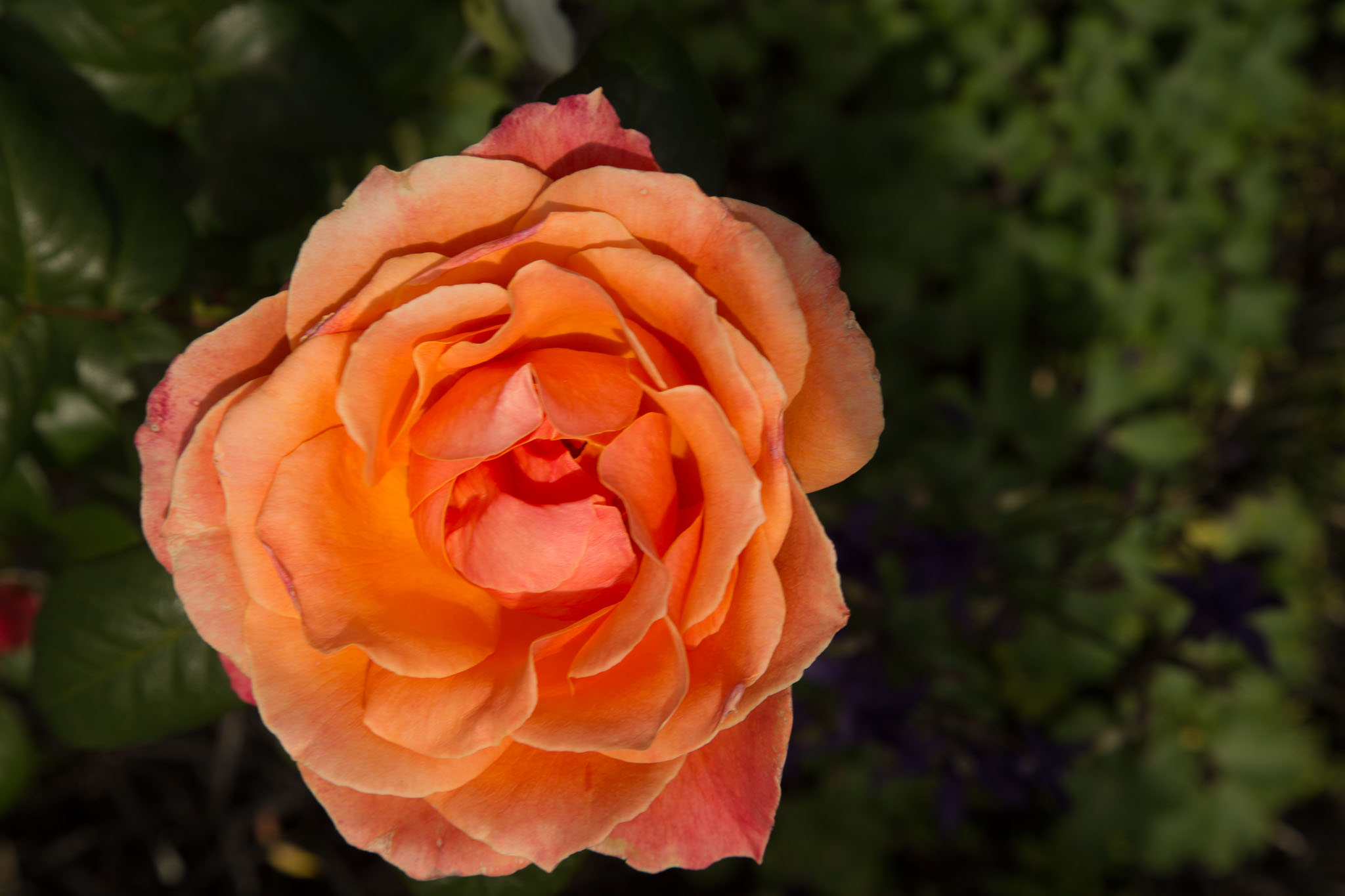 1030-AucklandBotanicGardens-0049.jpg