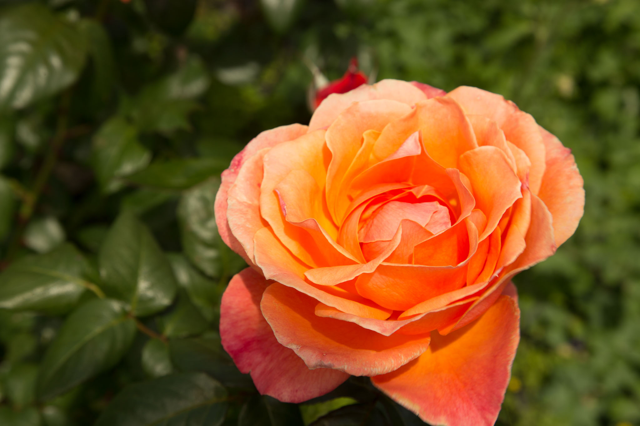 1030-AucklandBotanicGardens-0050.jpg