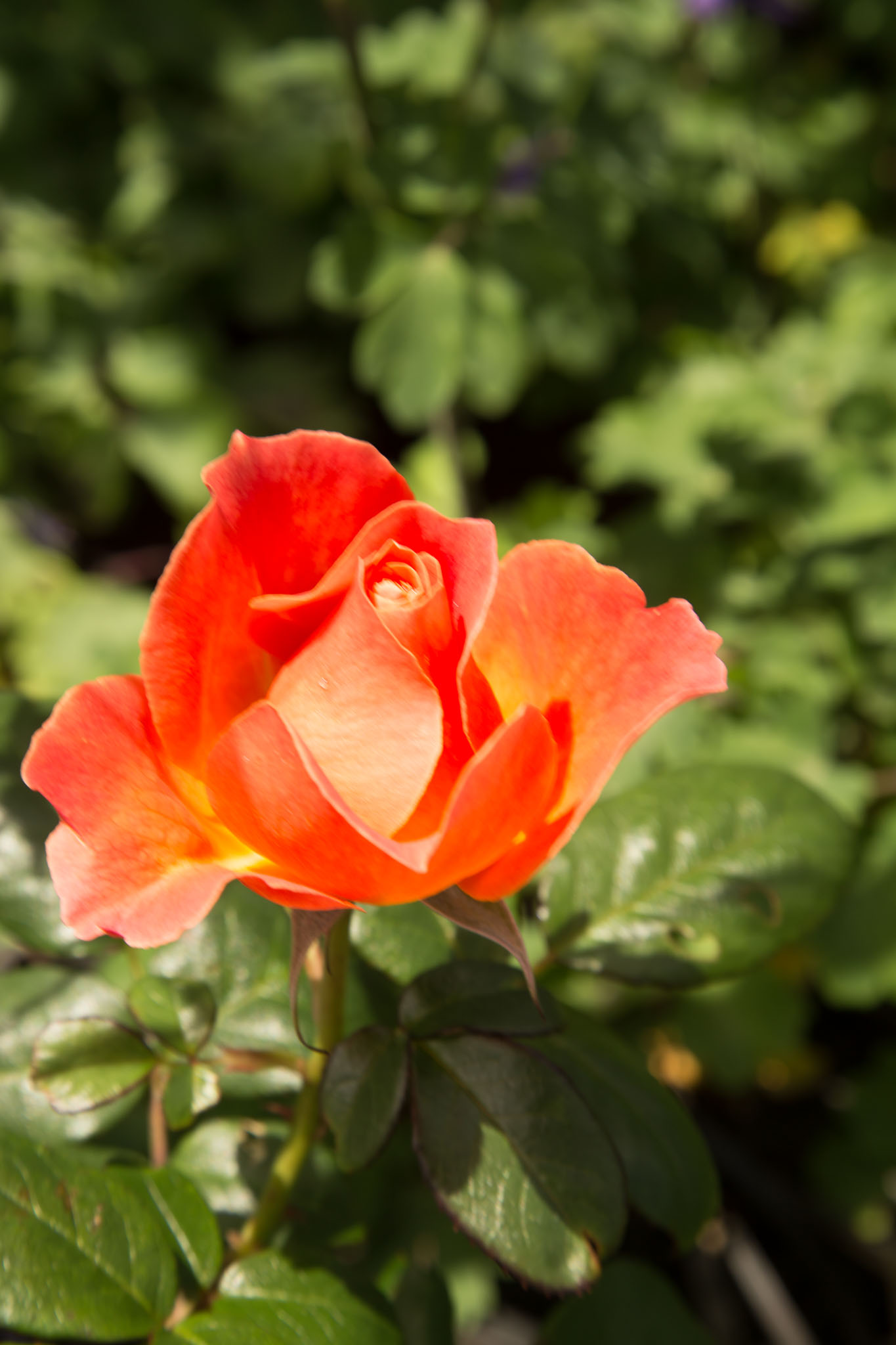1030-AucklandBotanicGardens-0053.jpg