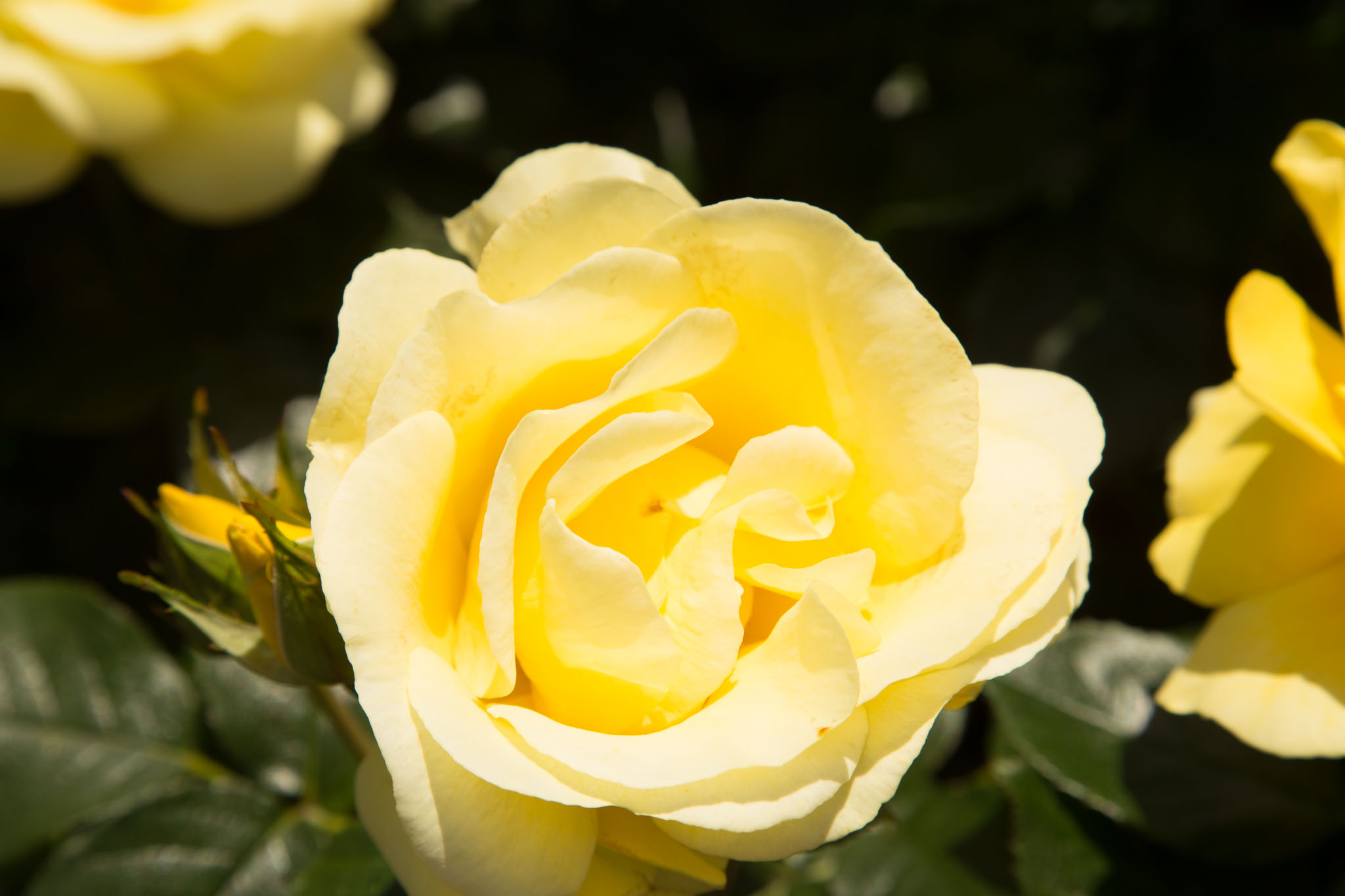 1030-AucklandBotanicGardens-0056.jpg