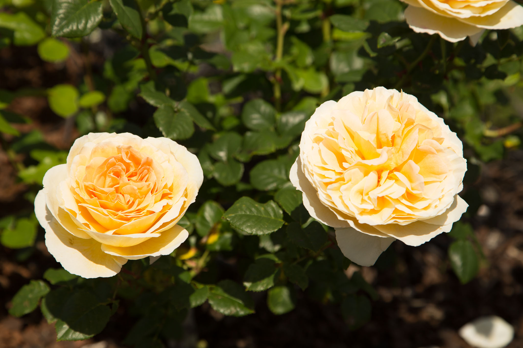 1030-AucklandBotanicGardens-0058.jpg