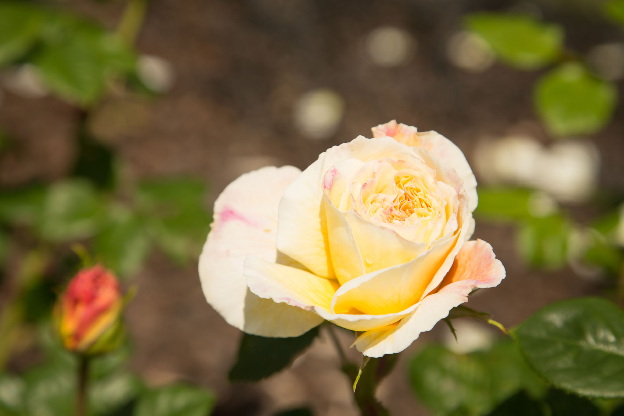 1030-AucklandBotanicGardens-0059.jpg