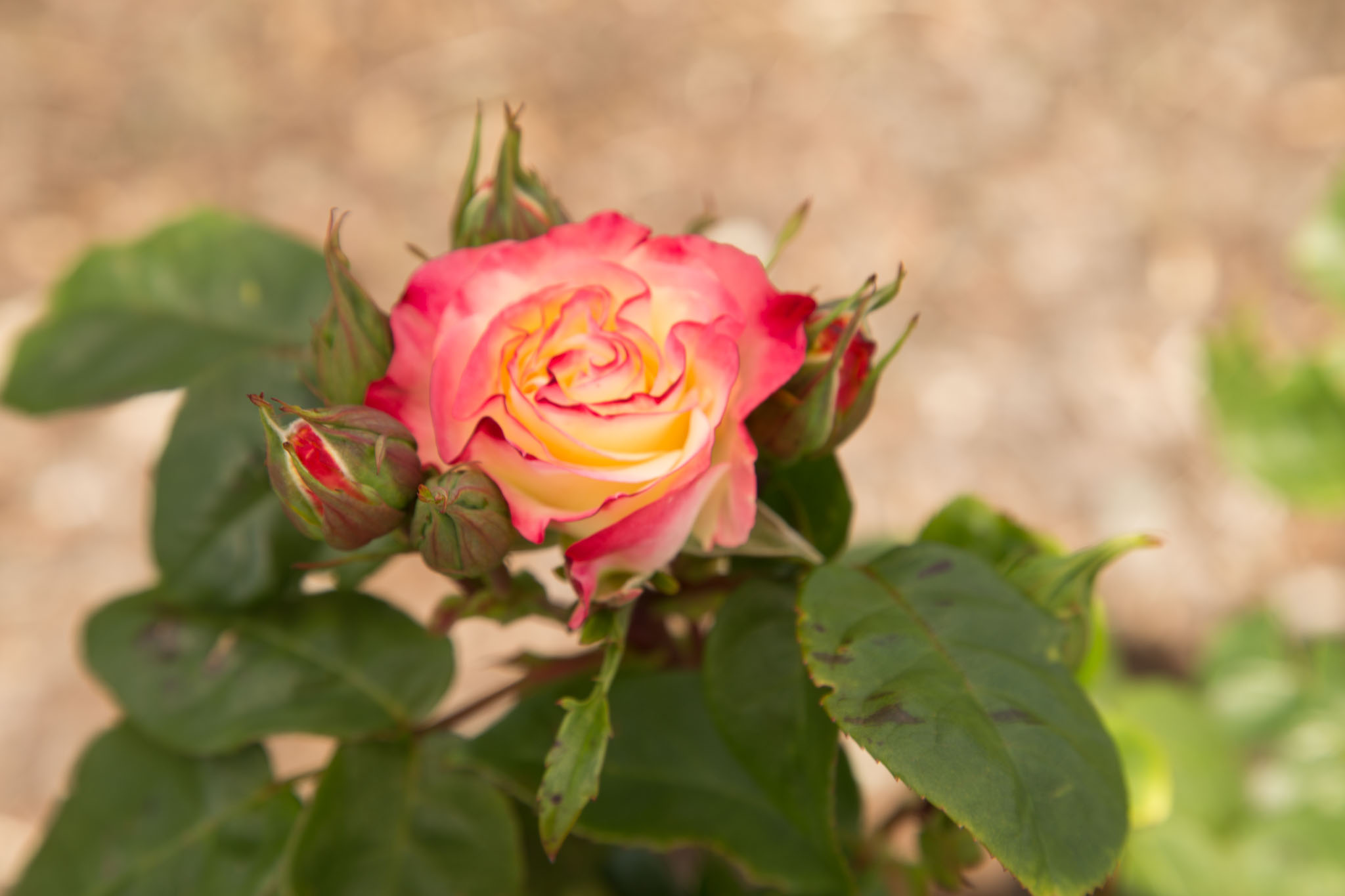 1030-AucklandBotanicGardens-0064.jpg