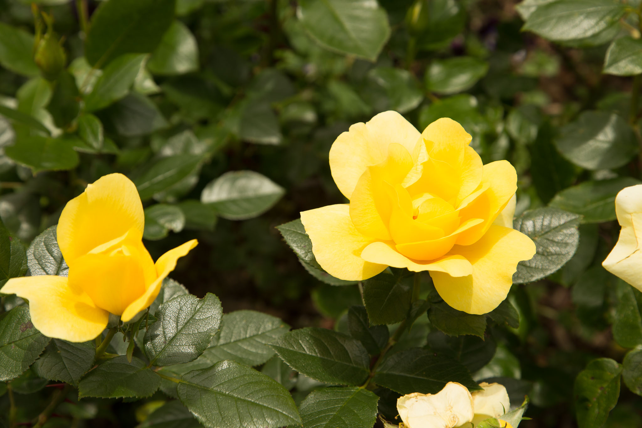 1031-AucklandBotanicGardens-0072.jpg