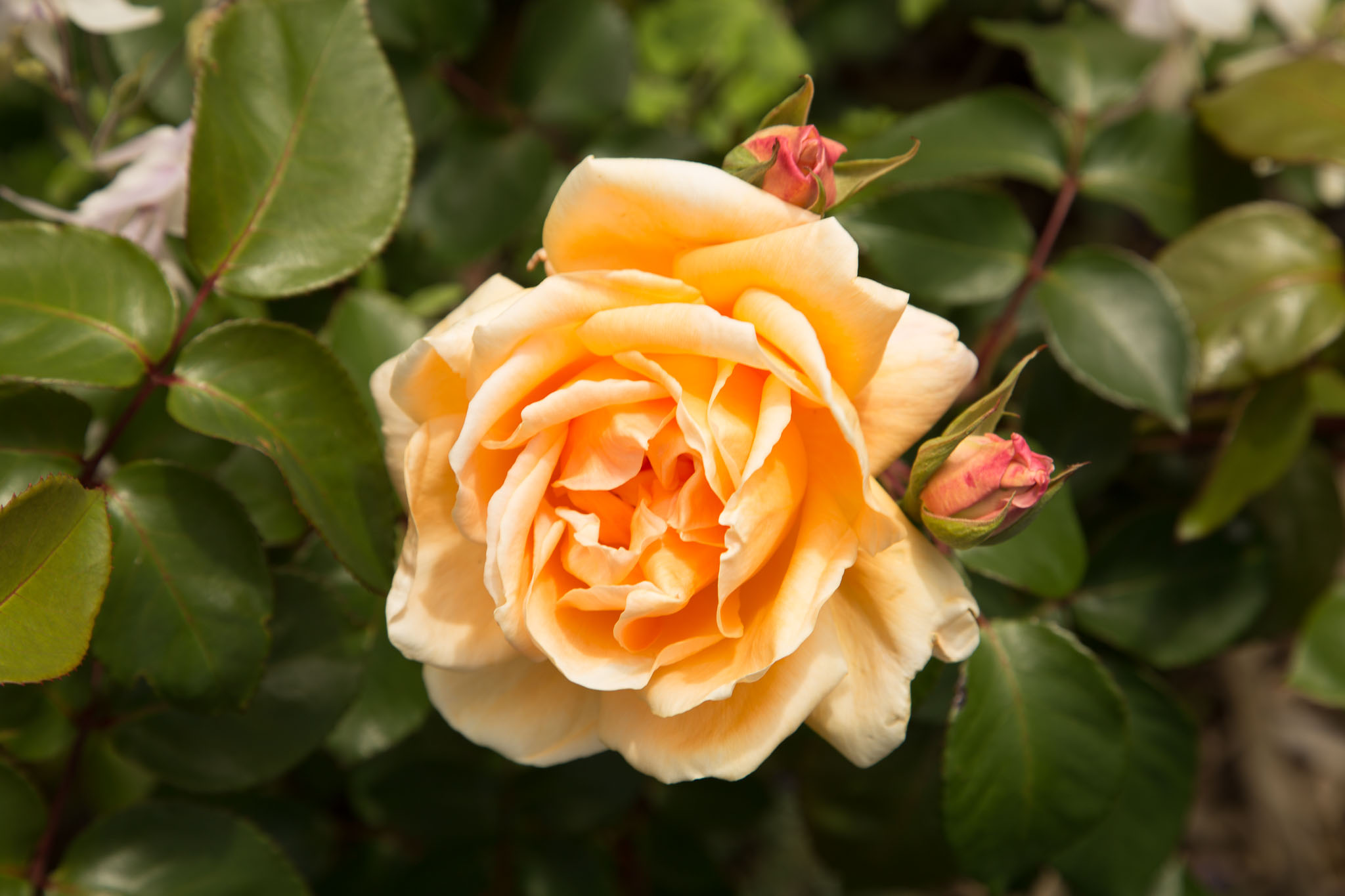 1031-AucklandBotanicGardens-0074.jpg