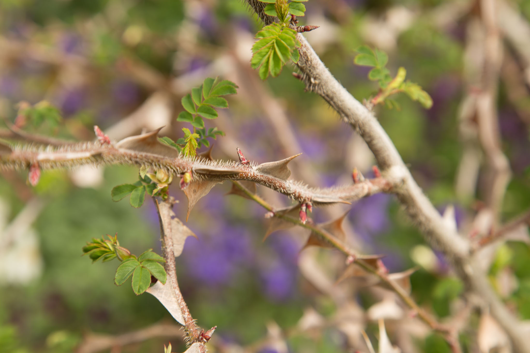 1031-AucklandBotanicGardens-0078.jpg
