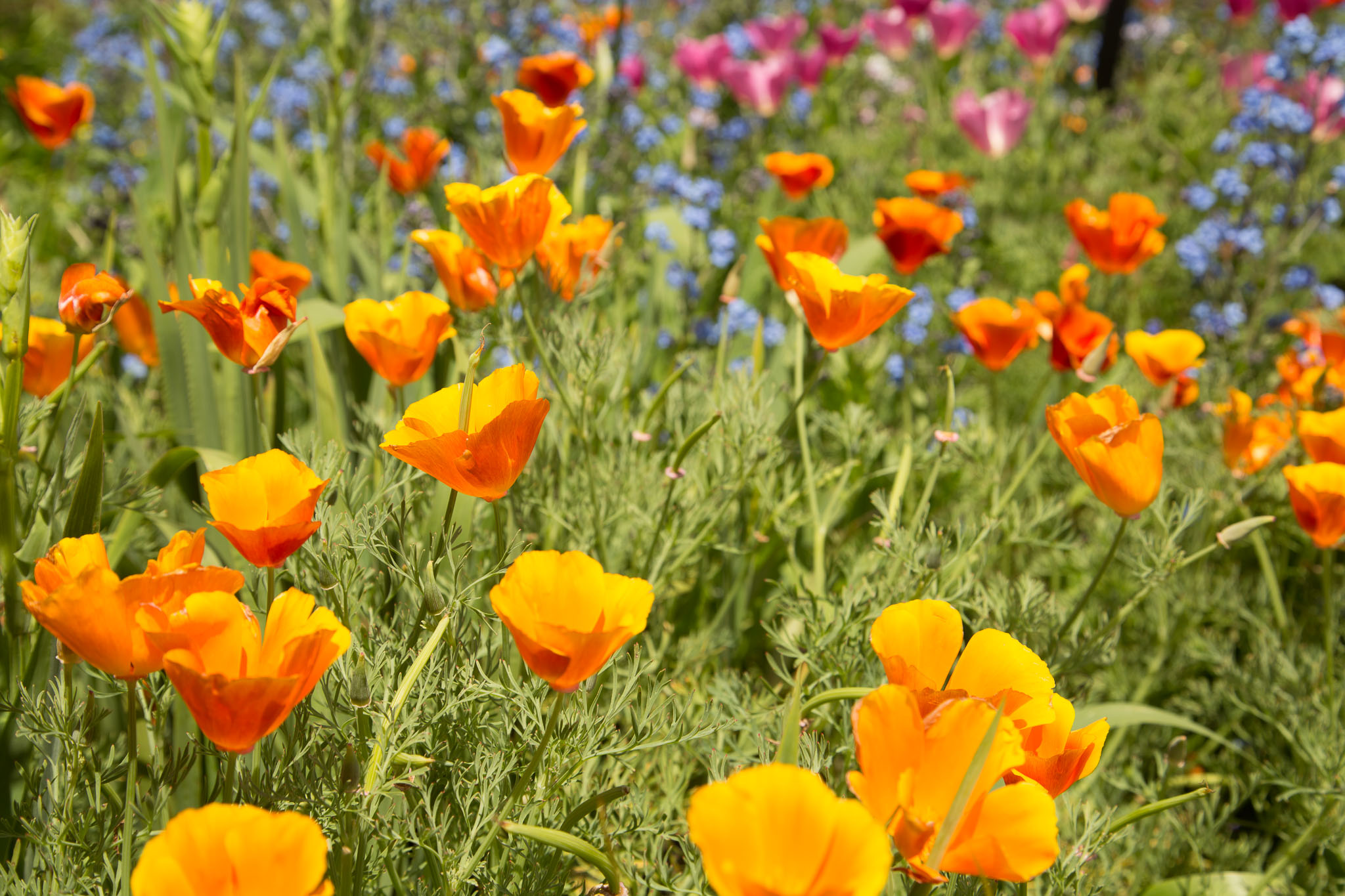 1031-AucklandBotanicGardens-0083.jpg