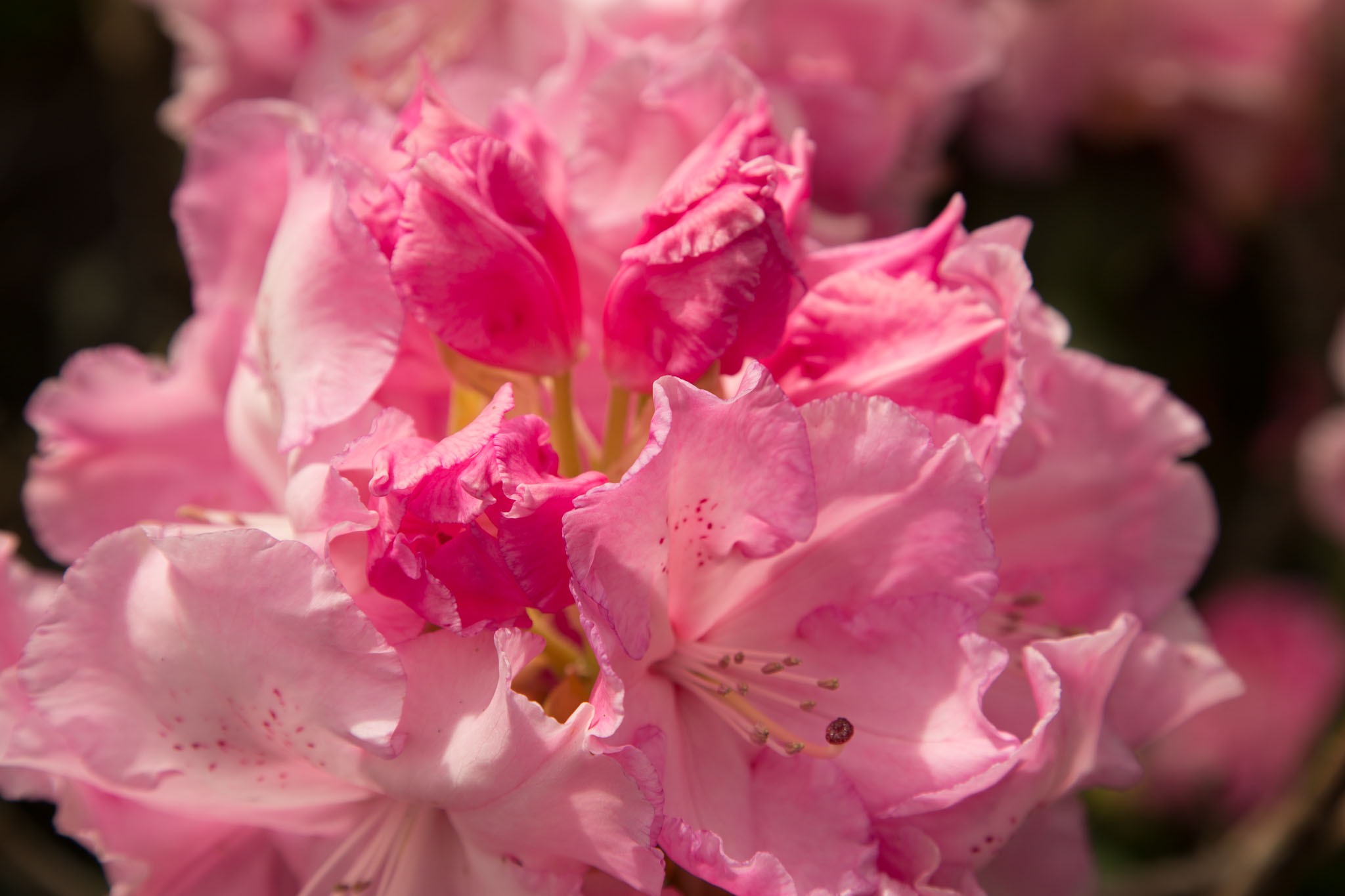1031-AucklandBotanicGardens-0091.jpg