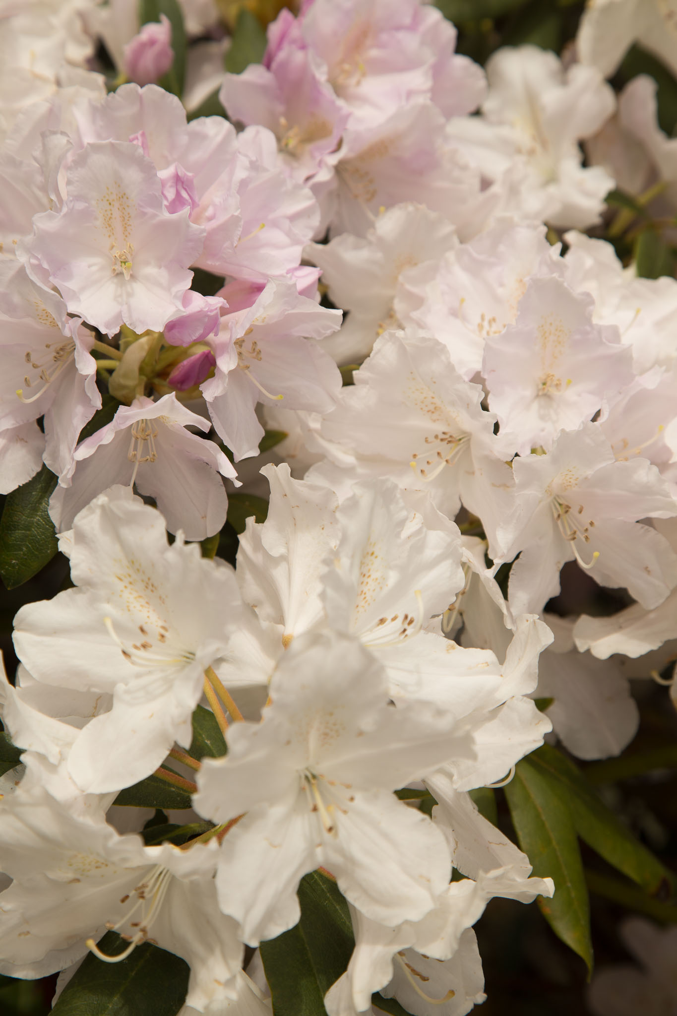 1031-AucklandBotanicGardens-0093.jpg