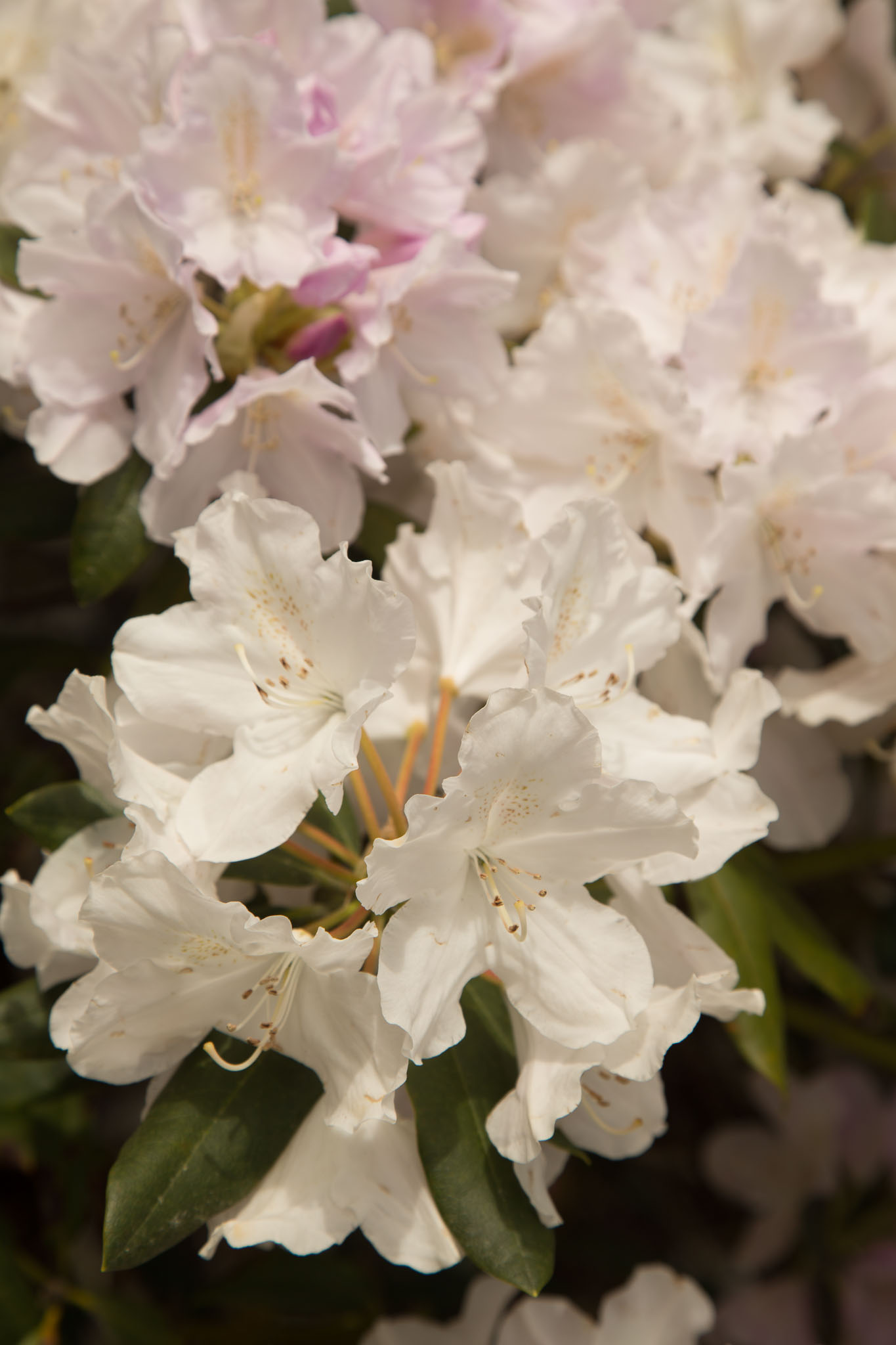 1031-AucklandBotanicGardens-0095.jpg