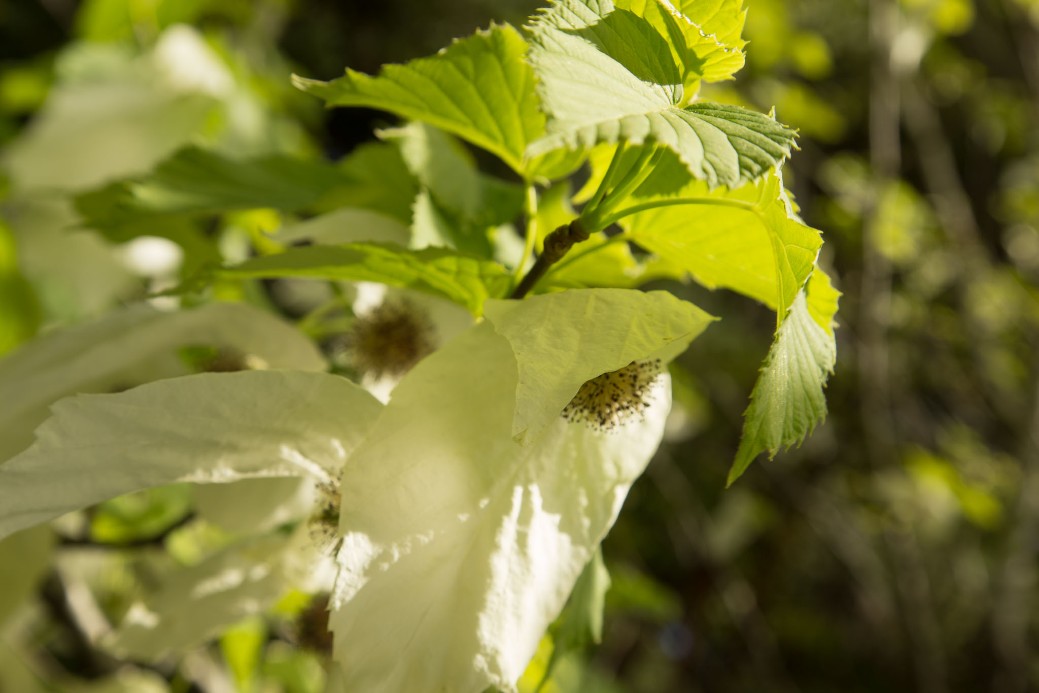 1031-AucklandBotanicGardens-0097.jpg