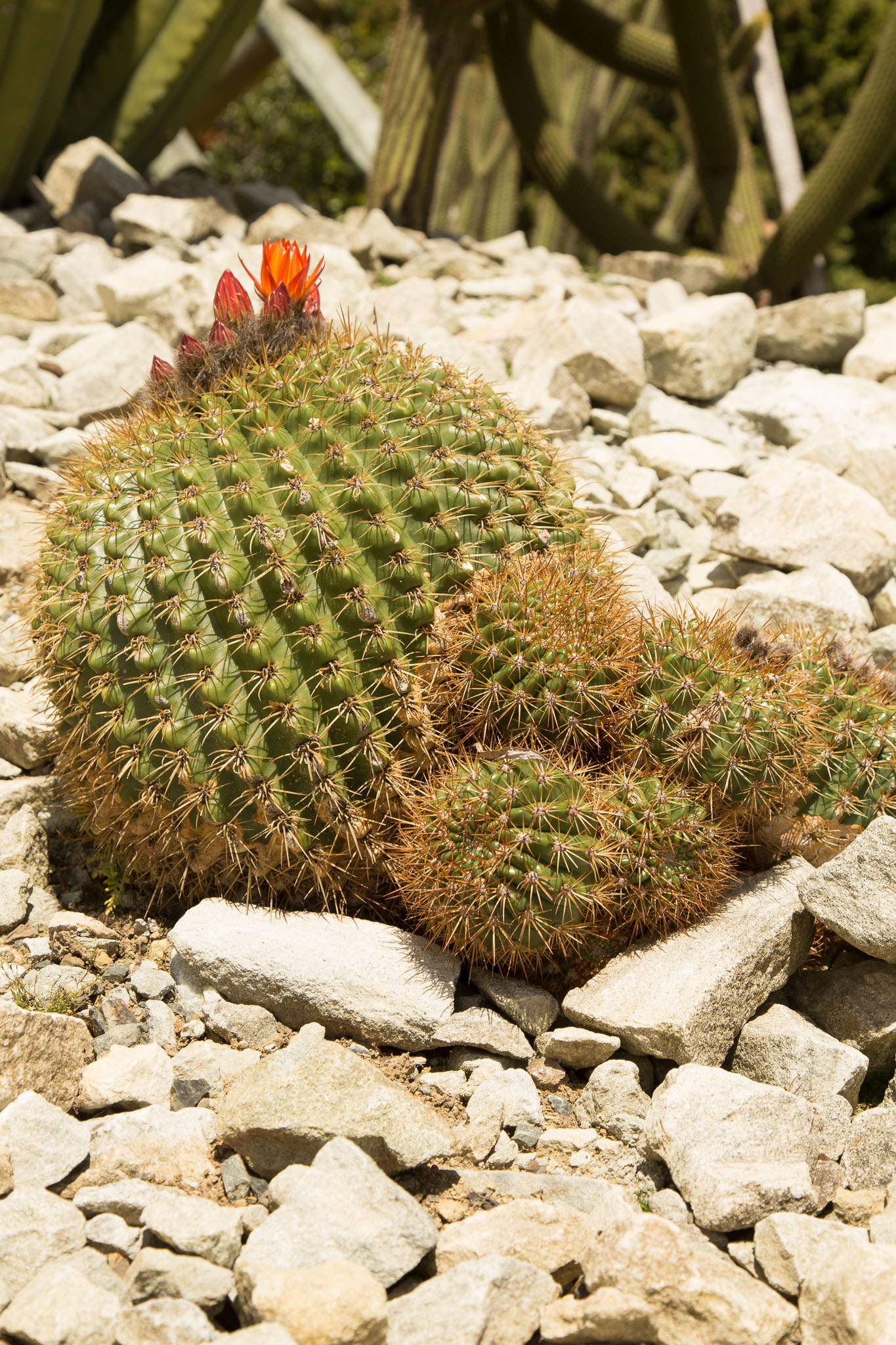 1031-AucklandBotanicGardens-0099.jpg