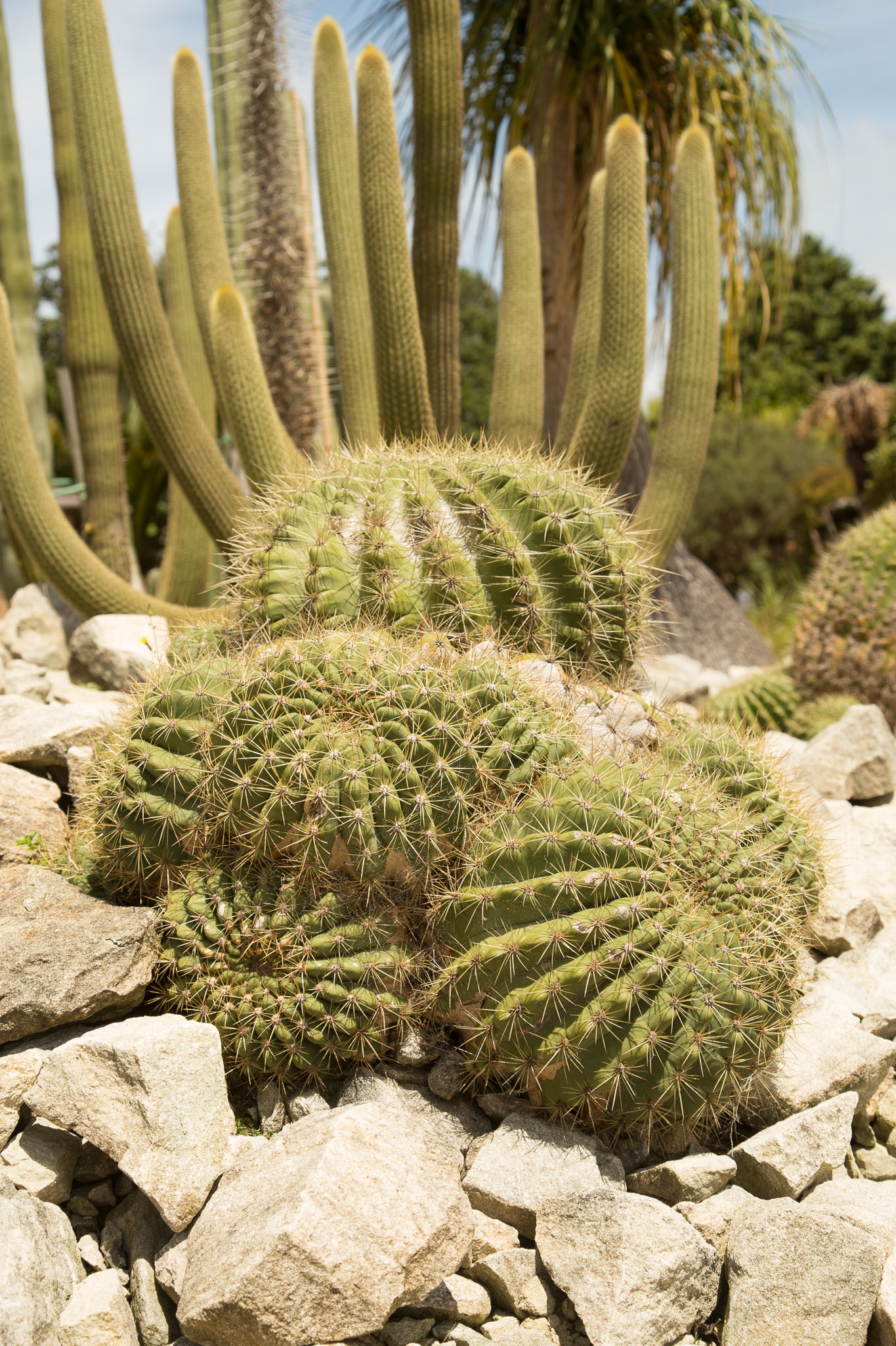 1031-AucklandBotanicGardens-0100.jpg