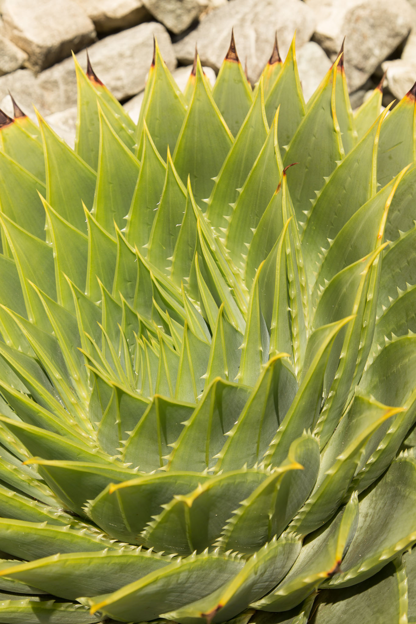 1031-AucklandBotanicGardens-0101.jpg