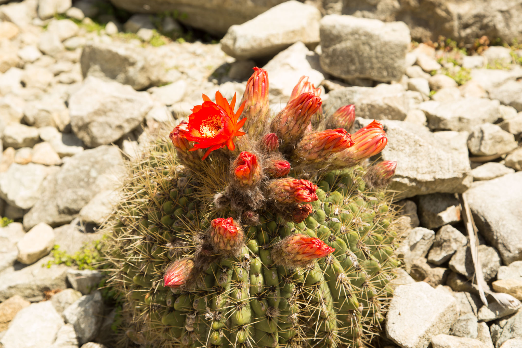 1031-AucklandBotanicGardens-0103.jpg