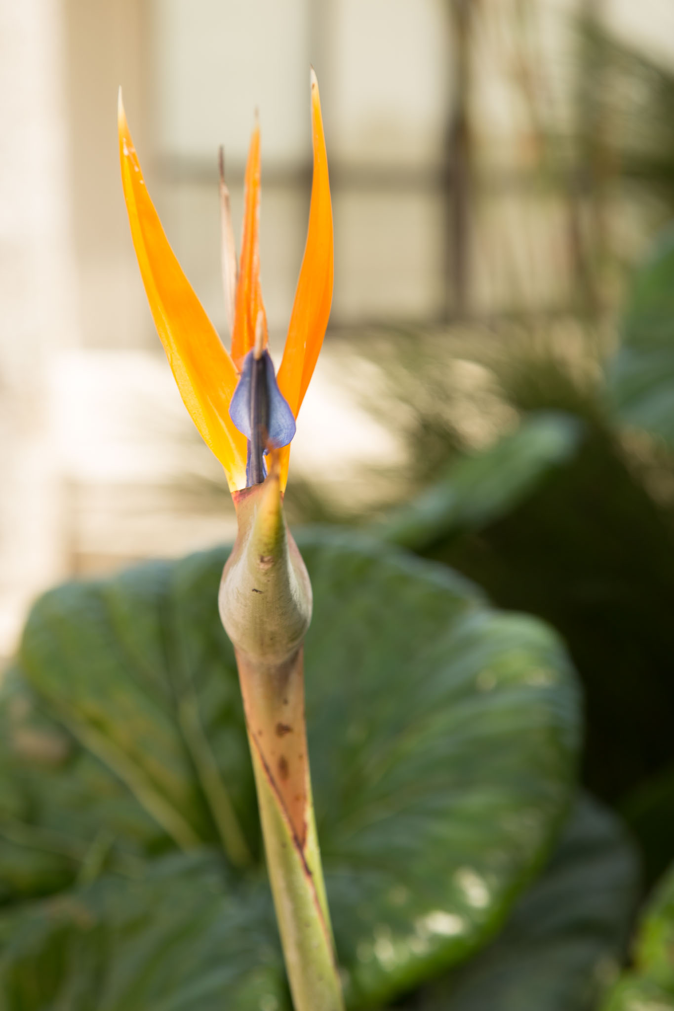 1031-AucklandBotanicGardens-0108.jpg
