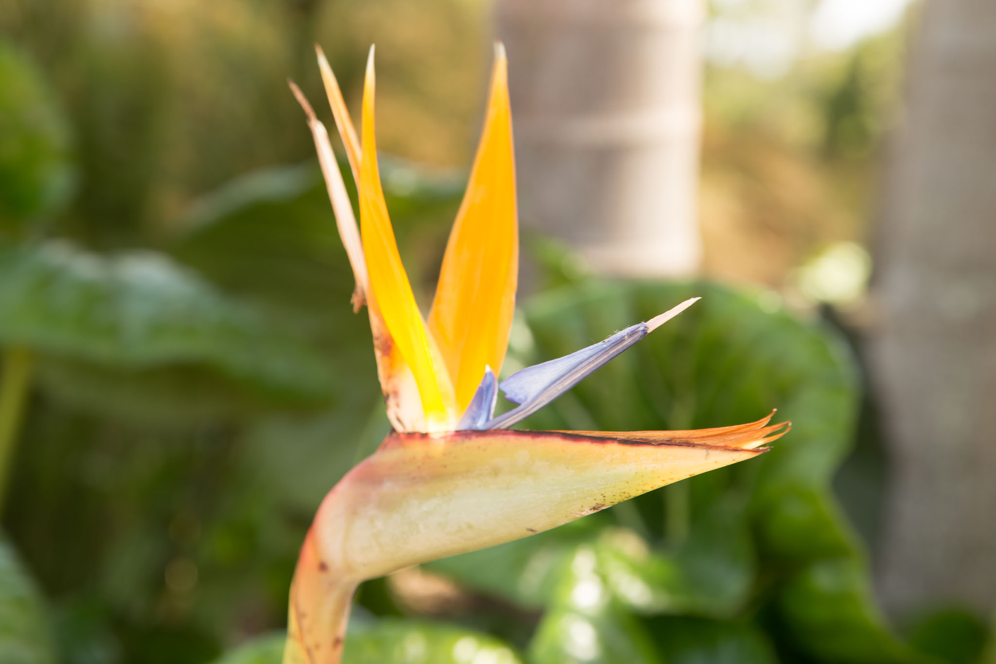 1031-AucklandBotanicGardens-0111.jpg