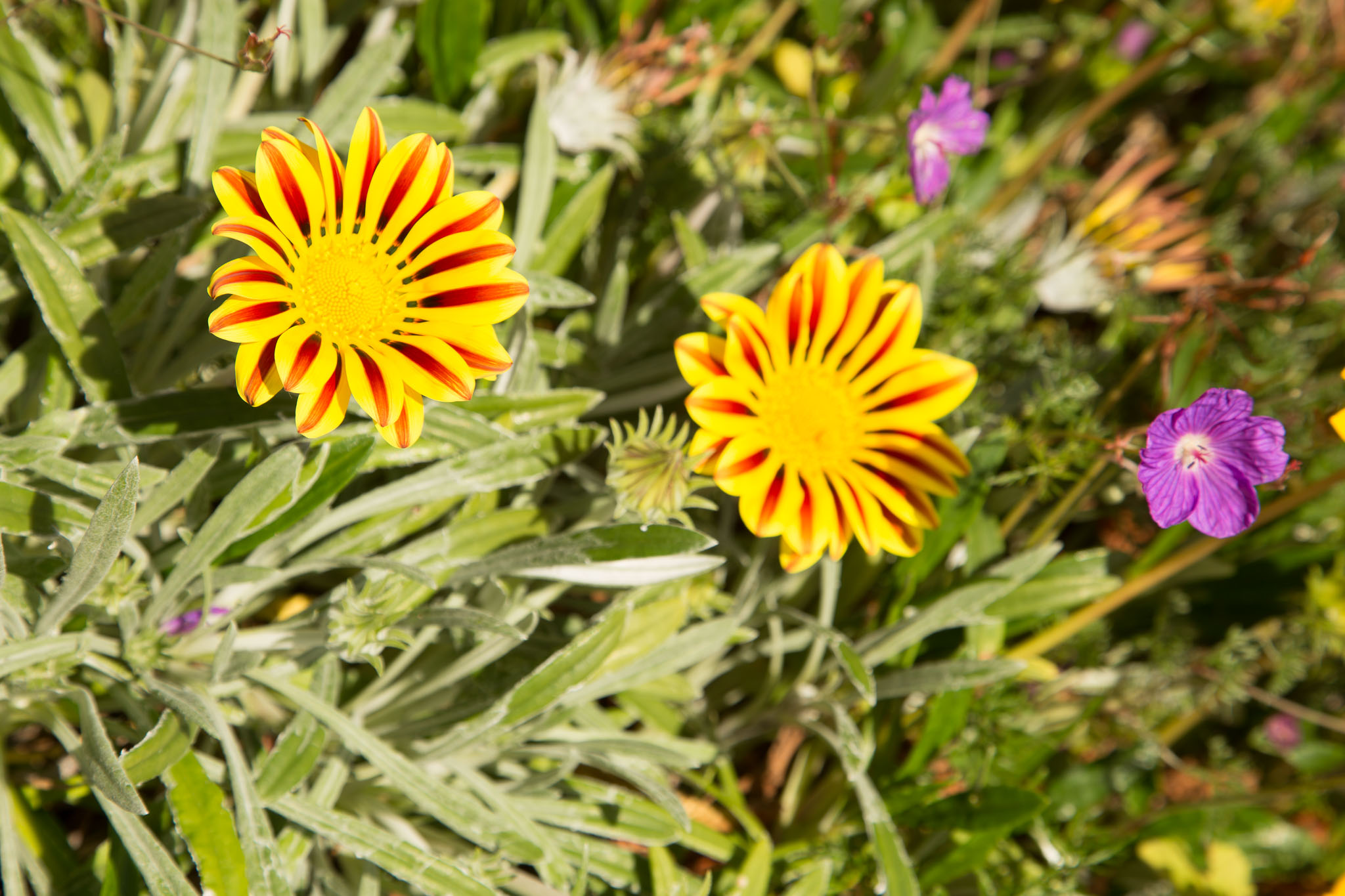 1031-AucklandBotanicGardens-0122.jpg