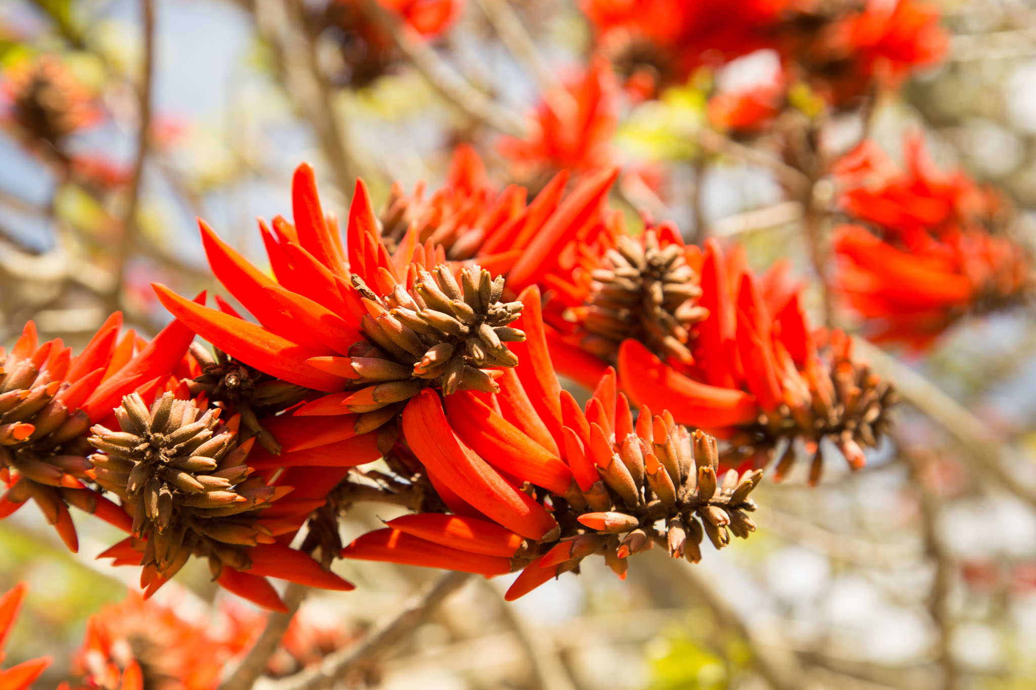 1031-AucklandBotanicGardens-0125.jpg