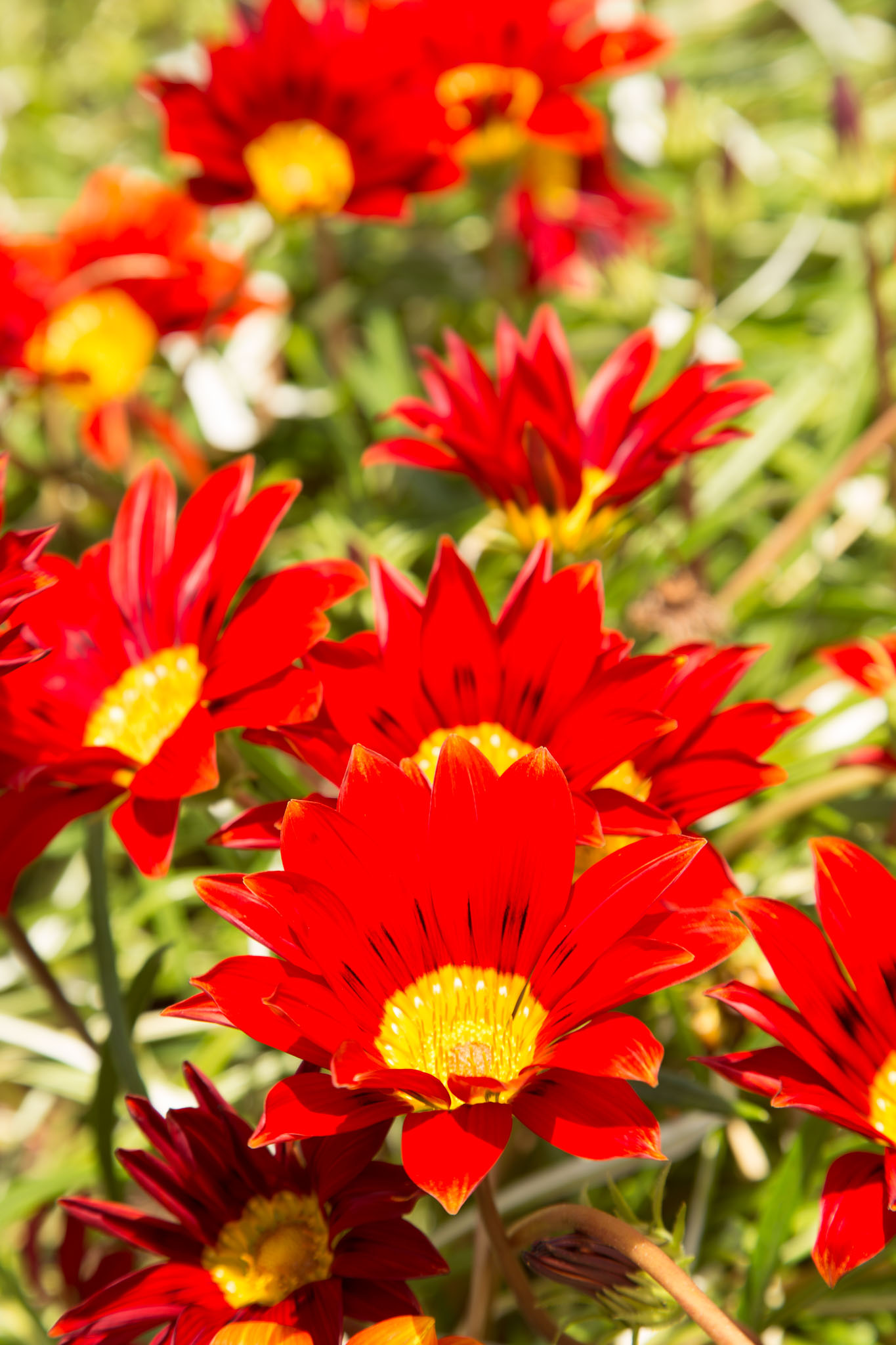 1031-AucklandBotanicGardens-0130.jpg