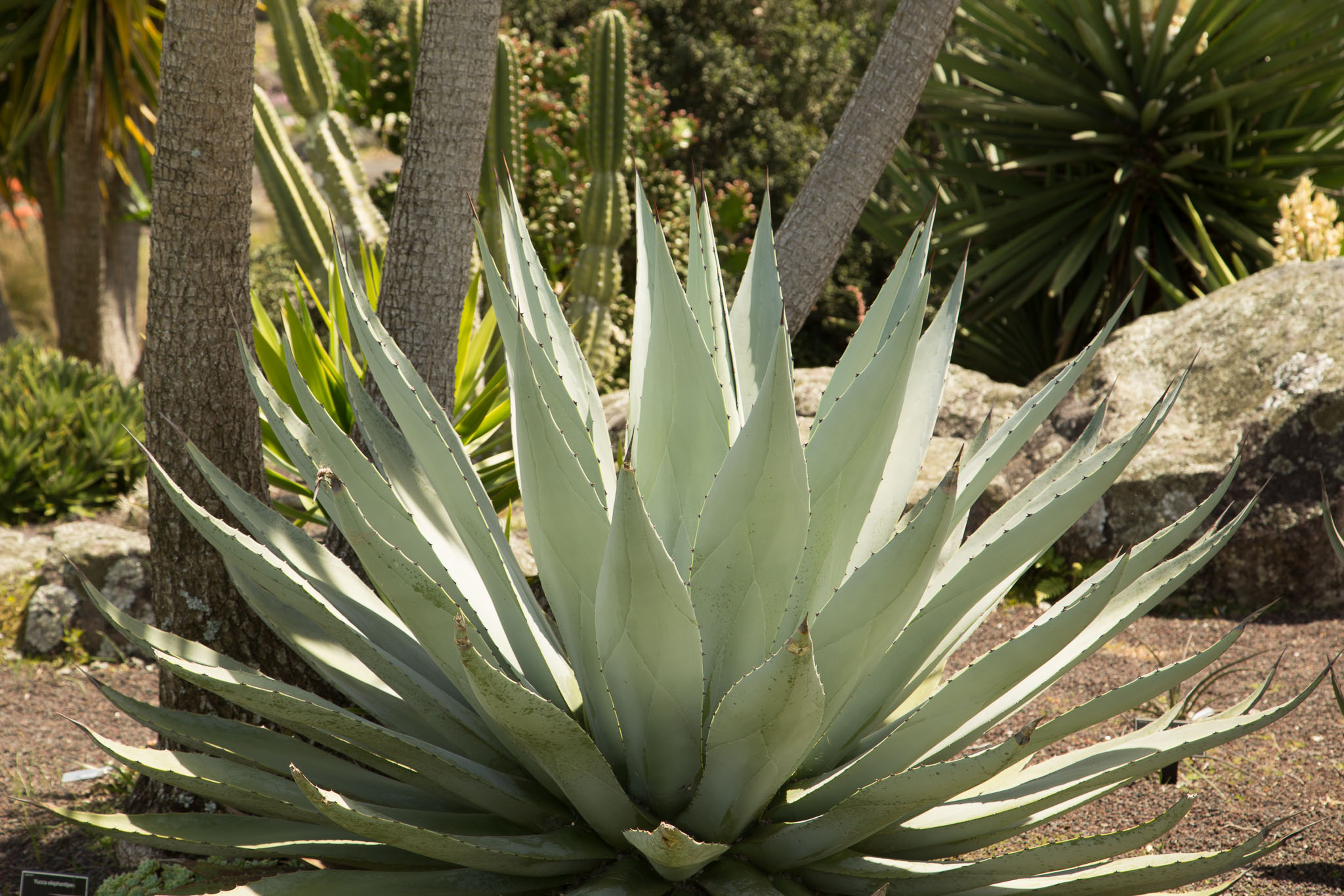 1031-AucklandBotanicGardens-0132.jpg