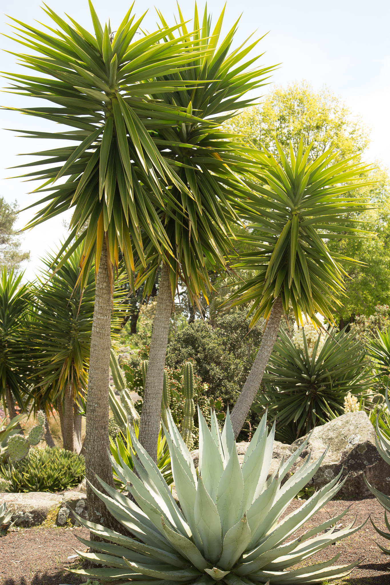 1031-AucklandBotanicGardens-0133.jpg