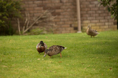 1030-AucklandBotanicGardens-0006.jpg